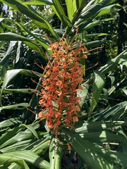 Hedychium coccineum