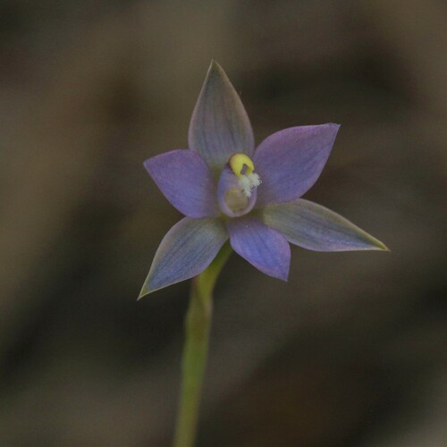 Image of Thelymitra vulgaris by (c) Hugo Innes, some rights reserved (CC BY)