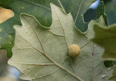 Acraspis quercushirta