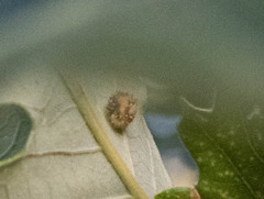 Acraspis quercushirta