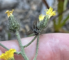 Symphoromyia