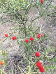 Ibervillea tenuisecta