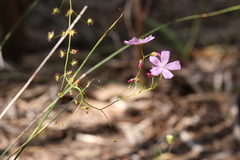 Drosera drummondii