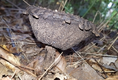 Strobilomyces strobilaceus