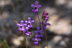 Elythranthera brunonis