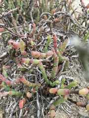 Salicornia pacifica