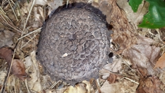 Strobilomyces strobilaceus