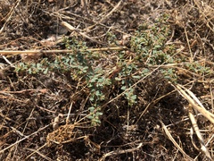 Euphorbia glyptosperma