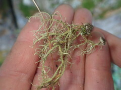 Usnea rubicunda