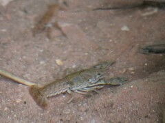 Procambarus simulans