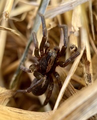 Trochosa