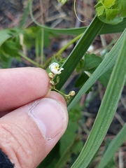 Cardiospermum halicacabum