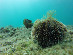 Stegastes rectifraenum