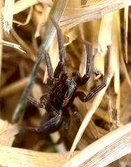 Trochosa