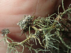 Usnea rubicunda