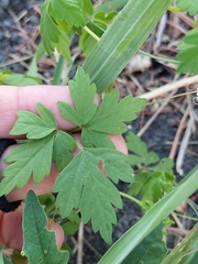 Cardiospermum halicacabum