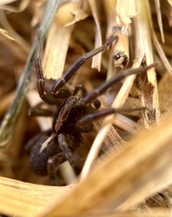 Trochosa