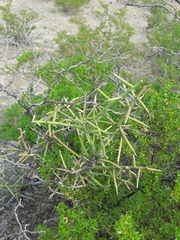 Koeberlinia spinosa