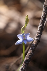 Thelymitra crinita
