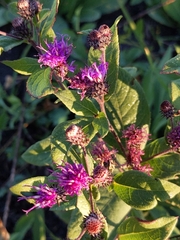 Vernonia baldwinii