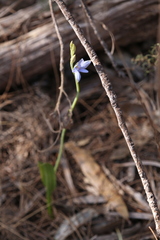 Thelymitra crinita