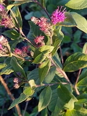 Vernonia baldwinii