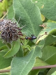 Camponotus novaeboracensis
