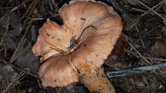 Cantharellus
