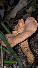 Cantharellus