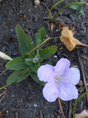 Ruellia humilis