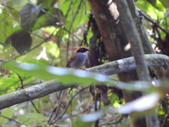 Conopophaga melanops