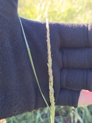 Sporobolus compositus