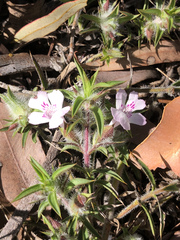 Hemiandra pungens