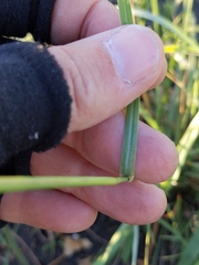 Sporobolus compositus