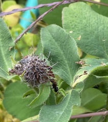 Camponotus novaeboracensis