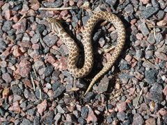 Heterodon nasicus