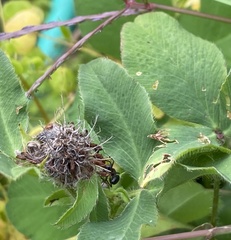 Camponotus novaeboracensis