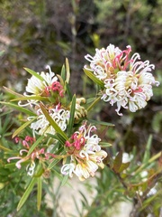 Grevillea linearifolia