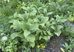Veratrum viride eschscholtzianum