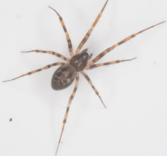 Lepthyphantes