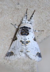 Furcula scolopendrina