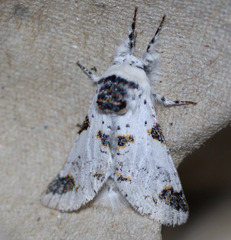 Furcula scolopendrina