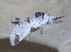 Furcula scolopendrina