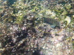 Ophioblennius steindachneri