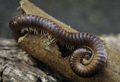 Cylindroiulus punctatus