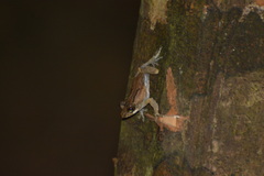 Kurixalus baliogaster