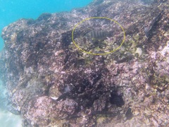 Abudefduf declivifrons