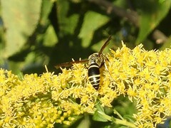 Ancistrocerus