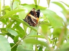 Hypanartia godmanii
