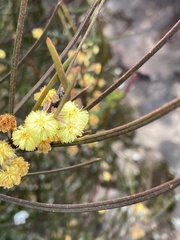 Acacia elongata